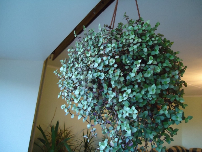 Традесканция приречная ампельная