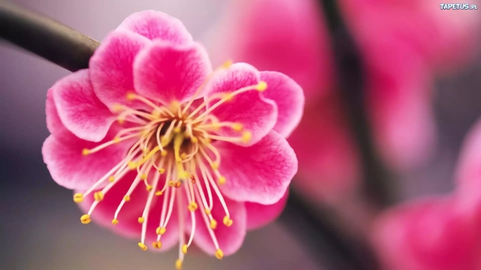 Цветы сакуры геншин