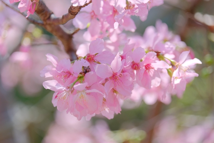 Цветет сакура