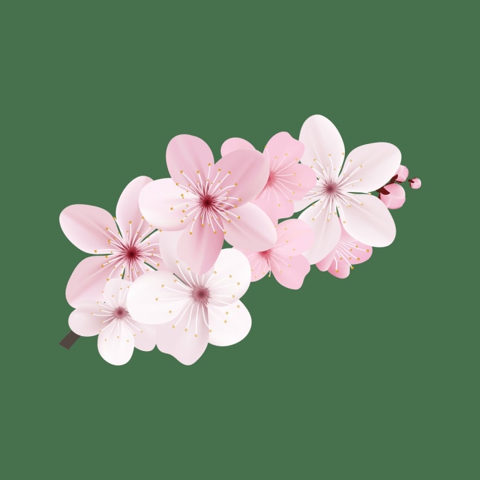 Sakura cherry blossom