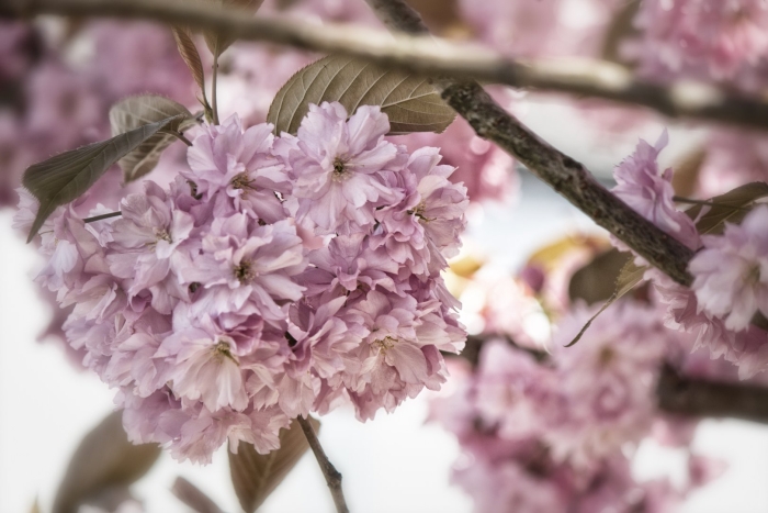 Сирень и сакура