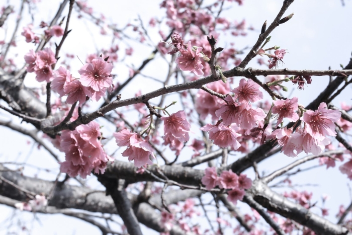 Цветение сакуры на окинаве