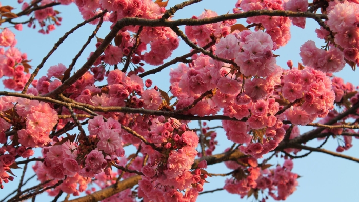 Черри блоссом дерево