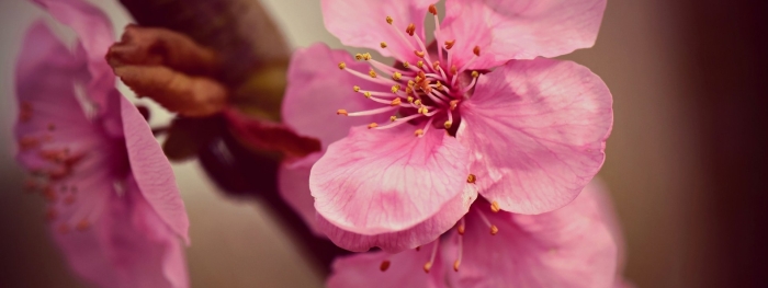 Черри блоссом