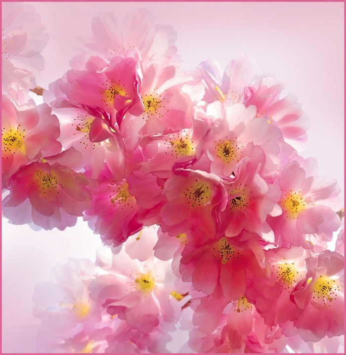 Розовые цветы