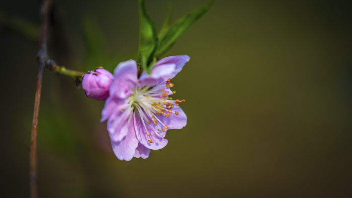 Вишня цветки
