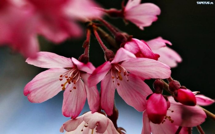 Сакура колоновидная