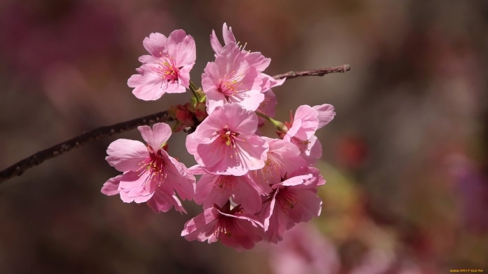 Сакура вишня