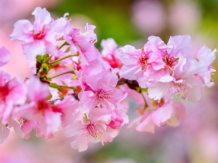 Сакура цветение