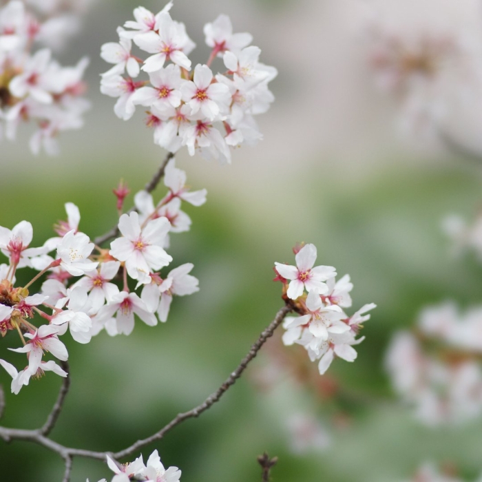 Весенние веточки