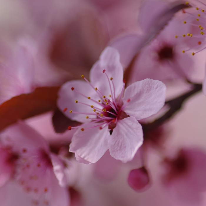 Цветы сакуры геншин