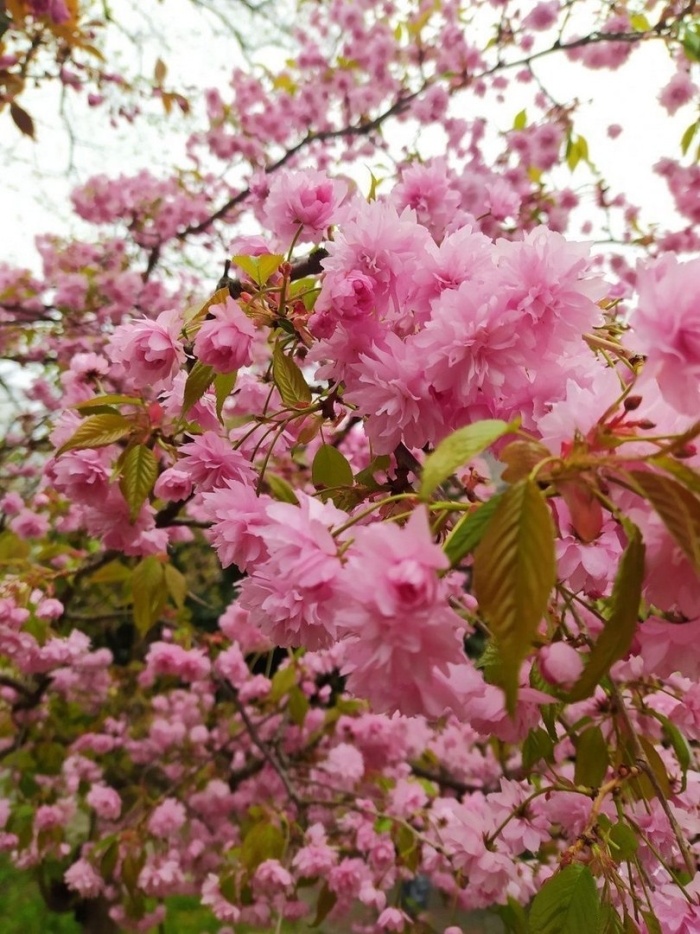 Вишня мелкопильчатая сакура канзан