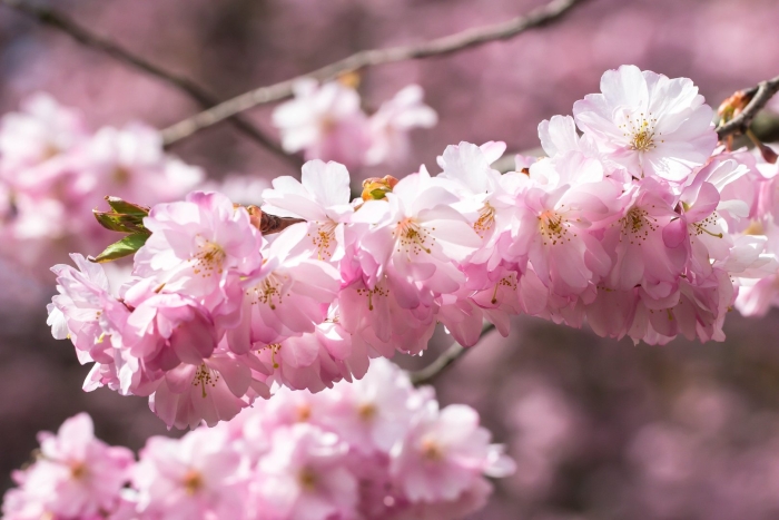 Желтая сакура