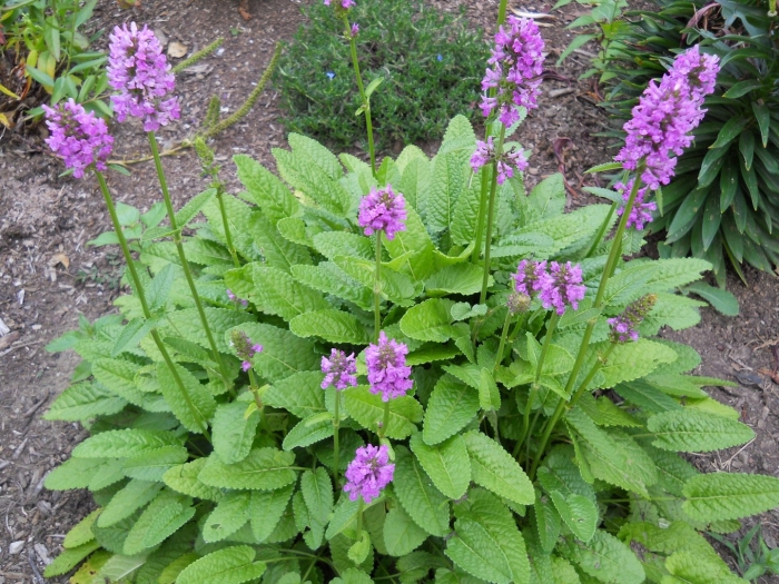 Буквица лекарственная betonica officinalis