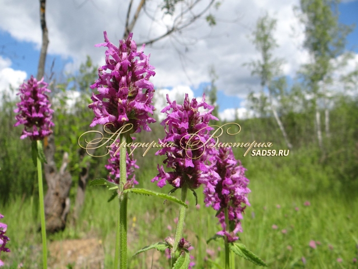 Буквица лекарственная betonica officinalis
