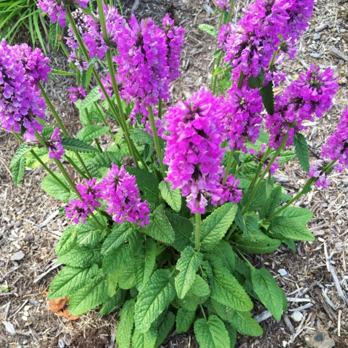 Чистец монье хуммело