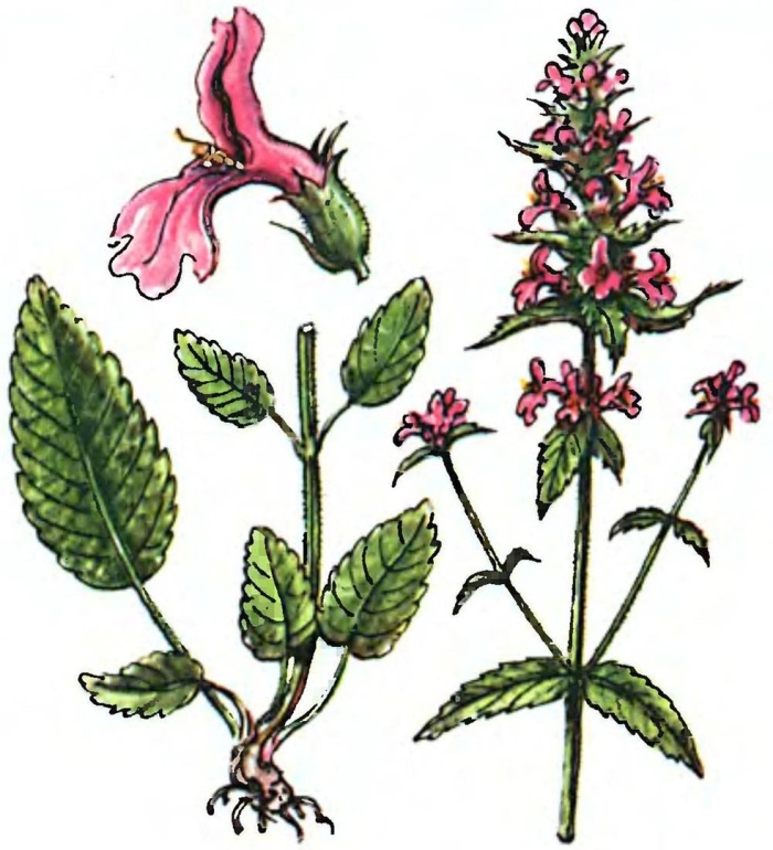 Чистец болотный