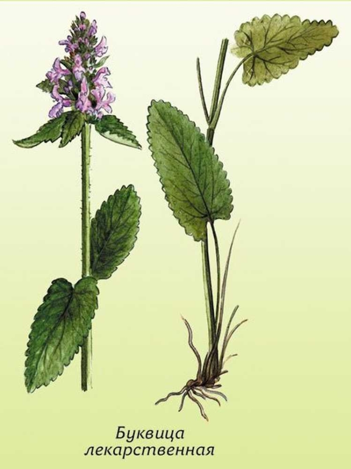 Буквица лекарственная betonica officinalis