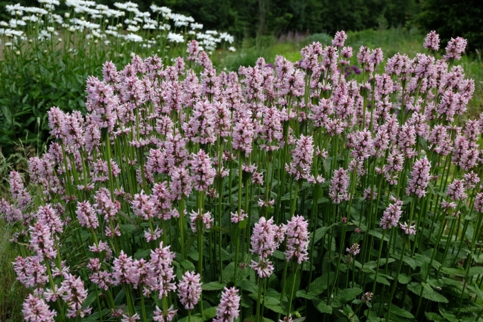 Стахис монье rosea