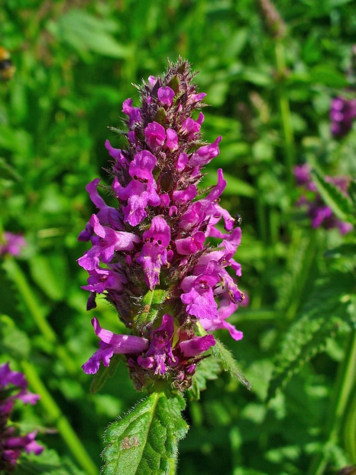 Betonica officinalis