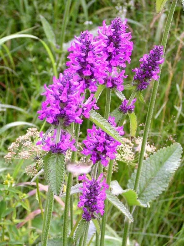 Буквица лекарственная betonica officinalis
