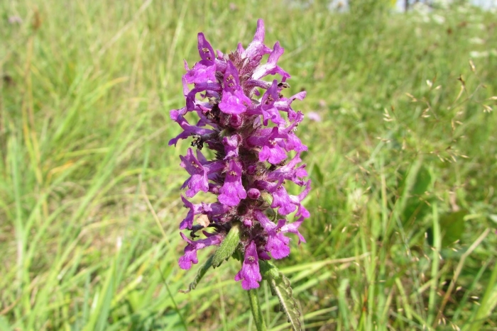 Буквица лекарственная betonica officinalis