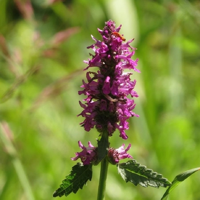 Буквица лекарственная