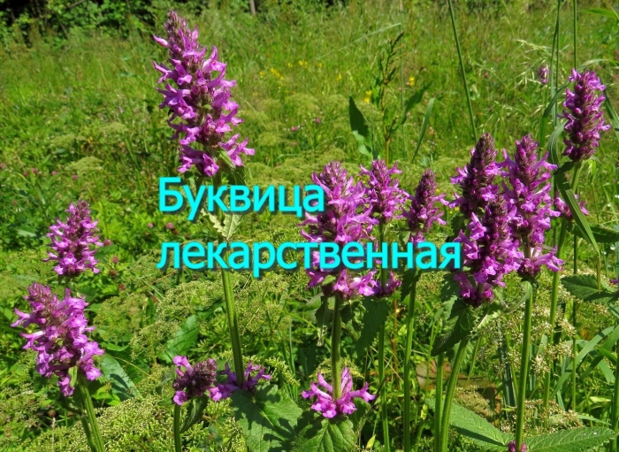 Буквица лекарственная betonica officinalis