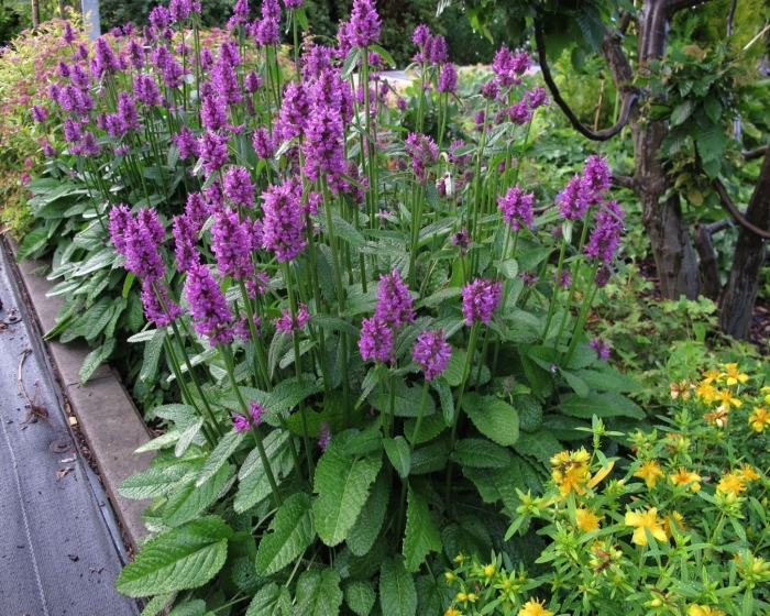 Чистец стахис монье