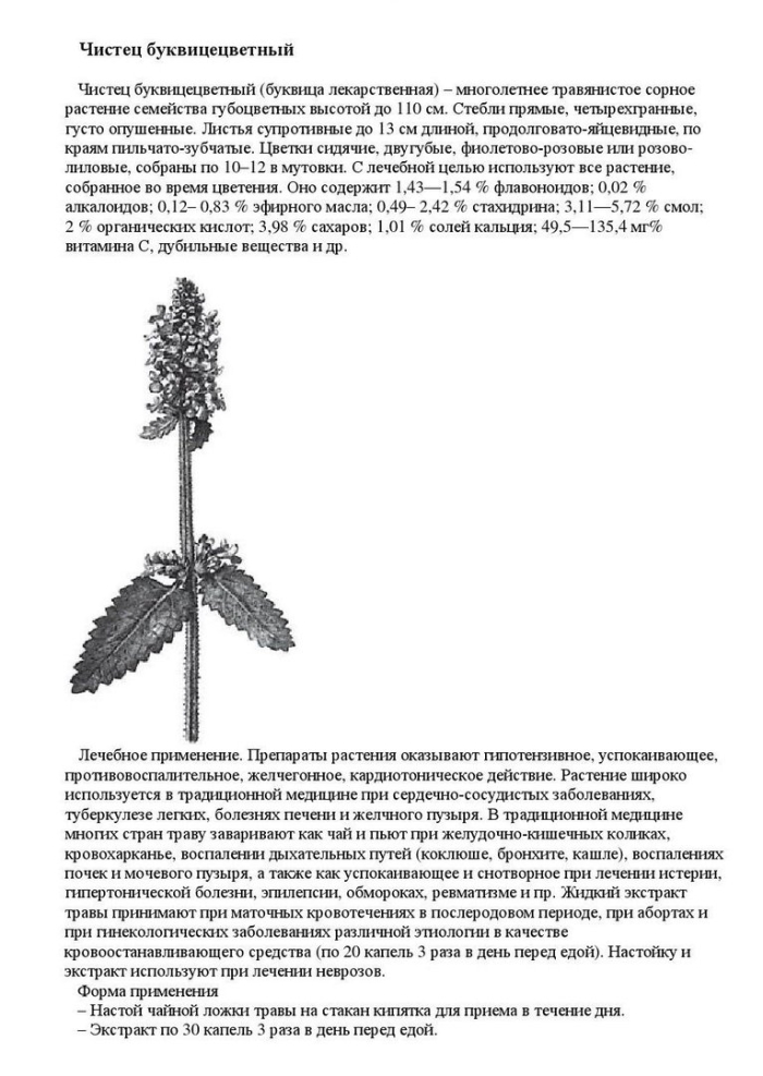 Буквица сорняк