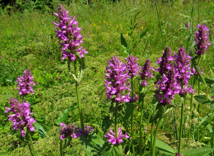Буквица лекарственная betonica officinalis