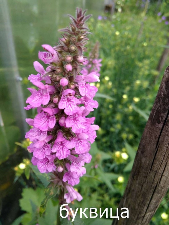 Растение буквица крупноцветковая