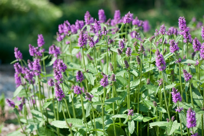 Буквица лекарственная betonica officinalis