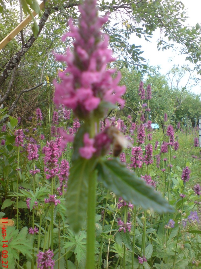 Буквица лекарственная крупноцветковая