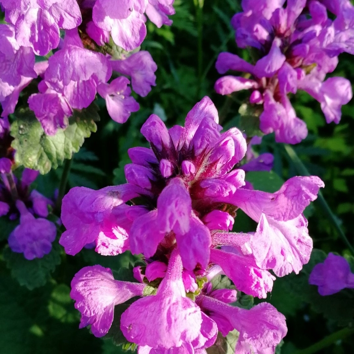 Буквица грандифлора