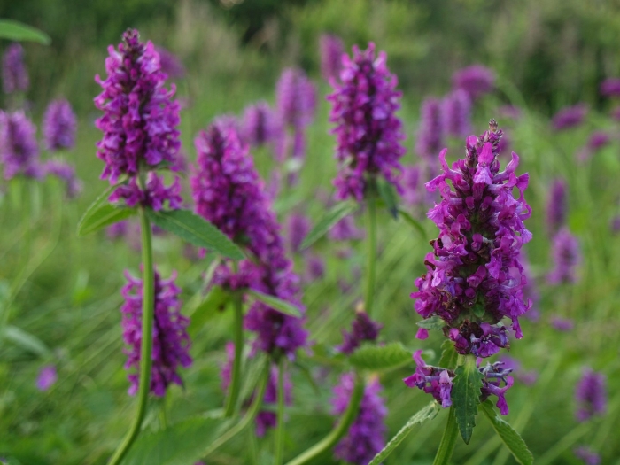 Буквица лекарственная betonica officinalis