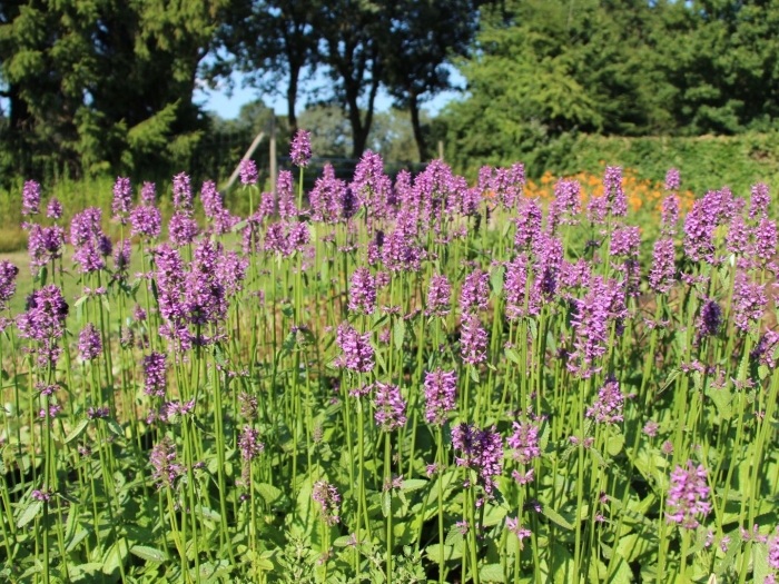 Чистец монье хуммело