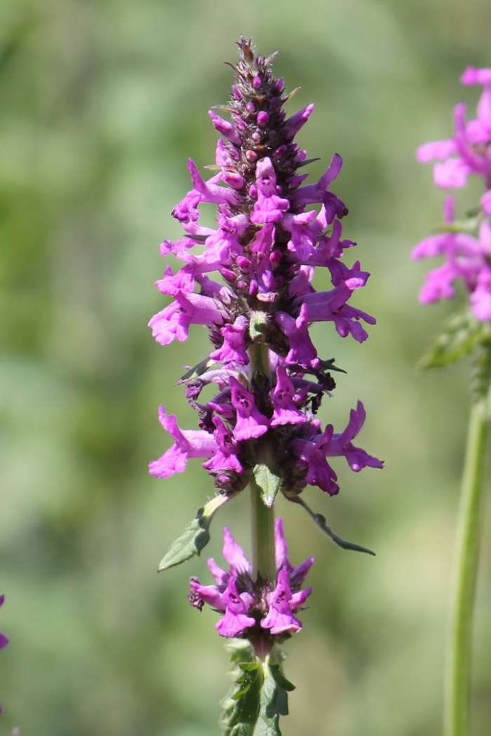 Растение буквица