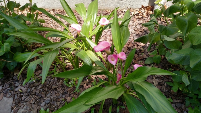 Калла rehmannii