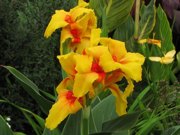 Канна голд адер