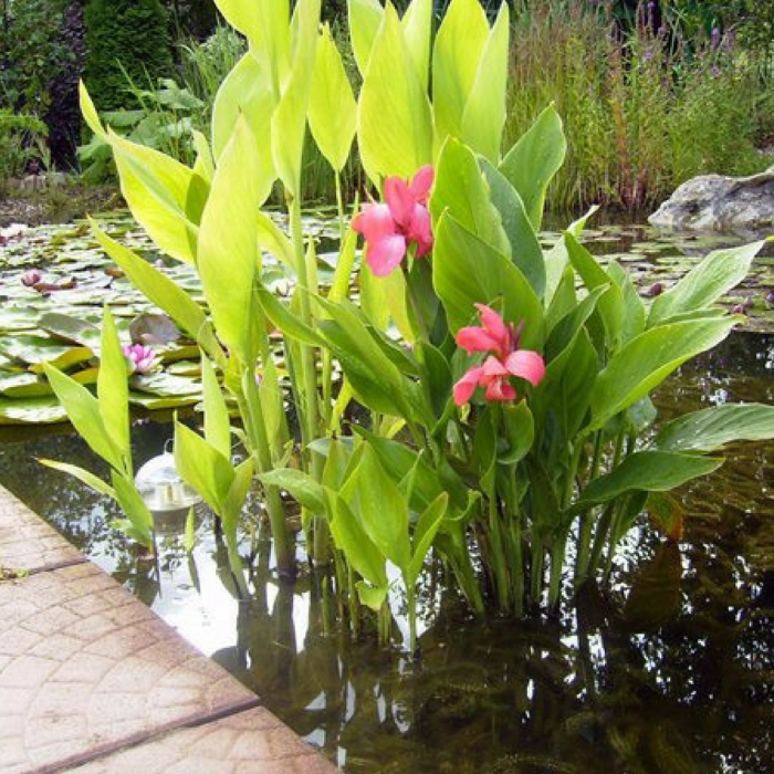 Канна ватермелон