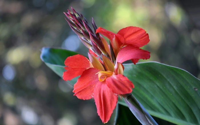 Канна красная цветок