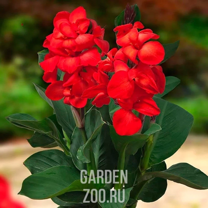 Канна хэппи кармен