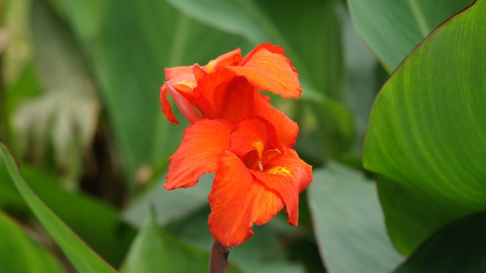 Канна тропикал санрайз