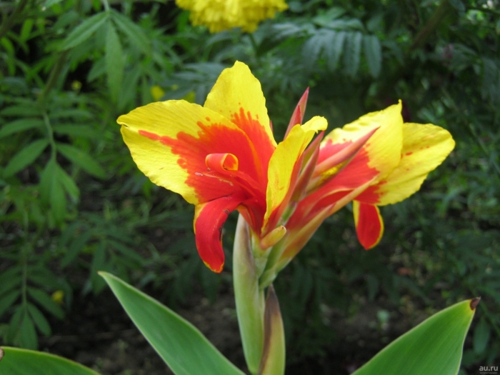Канна цветок