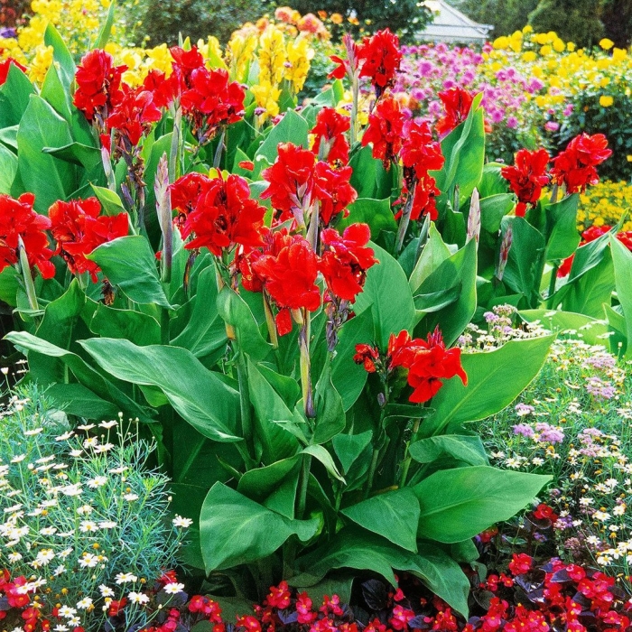 Канна лиственная