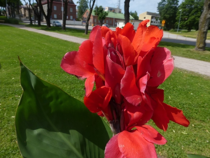 Цветы канна садовая