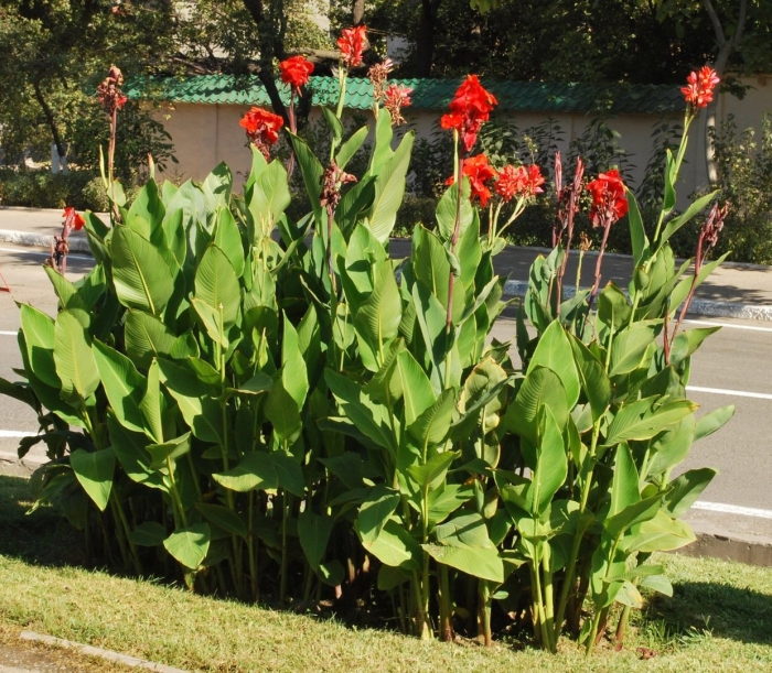 Canna indica