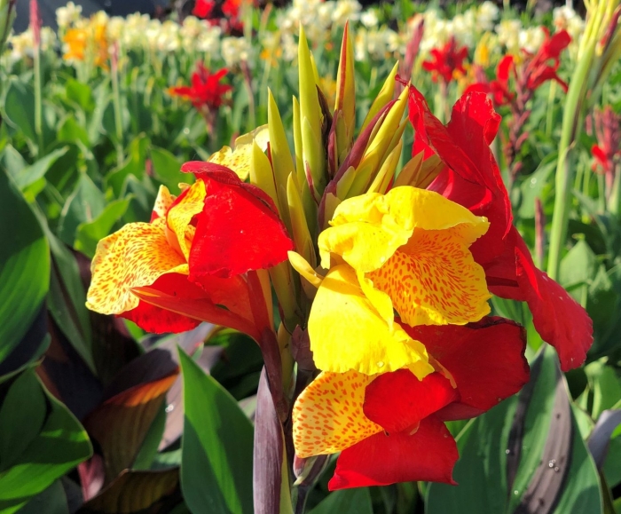 Канна клеопатра