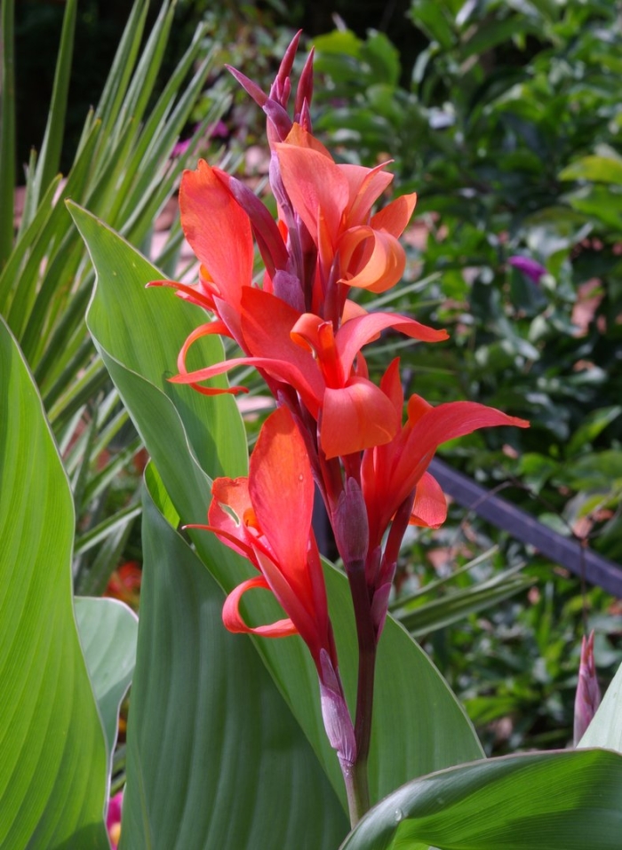 Canna indica